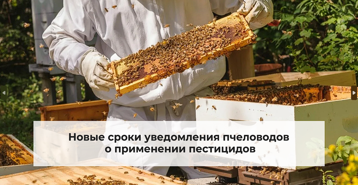 Госдума изменила сроки для предупреждения пчеловодов о применении пестицидов: они стали жестче